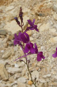 Linaria elegans